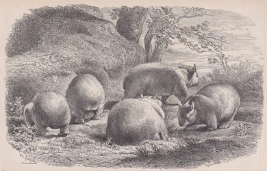 Der Wombat, aus Le Magasin Pittoresque, ca. 1852