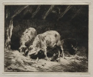 Zwei Schweine