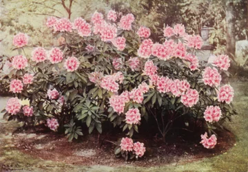 Rhododendron Pink Pearl, bei "The Heights," Witley, die Residenz von Mrs. Farnham