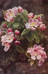 Wildblumen: Holzapfel