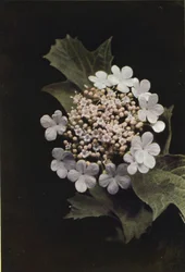 Wildblumen: Schneeball