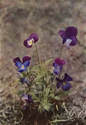 Wildblumen: Stiefmütterchen