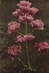 Wildblumen: Rote Spornblume