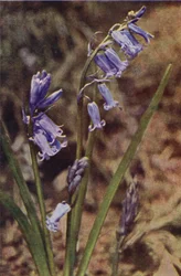 Wildblumen: Wilde Hyazinthe