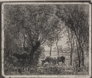 Kühe im Wald