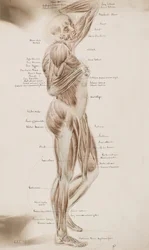Studie [Menschliche Muskeln (beschriftet)], ca. 1884