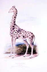 Giraffe von James Edwin Edward Dawe, Illustration zu The Ruminantia Vol. I