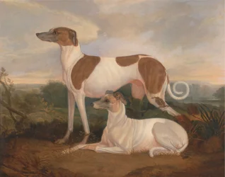 Zwei Windhunde in einer Landschaft