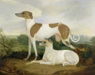 Zwei Windhunde in einer Landschaft