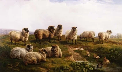 Walisische Schwarzkopfschafe