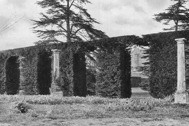 Eine stattliche gewölbte Hecke