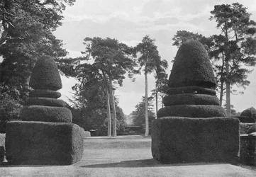 Die roten Schäfte der großen schottischen Tannen