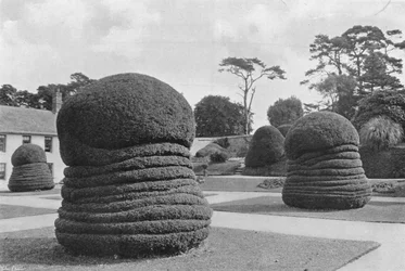 Eiben wie Konzertinas