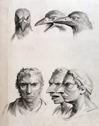 Profile von Vogel und „Menschen-Vogel (Menschen-Vogel)“ - von Lebrun, in „Abhandlungen über die Physiognomie des Menschen im Vergleich zu der der Tiere“