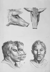 Ähnlichkeiten zwischen dem Kopf einer Staffelei und einem Mann, aus 