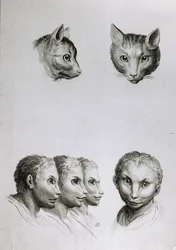 Ähnlichkeiten zwischen dem Kopf einer Katze und einem Mann, aus 