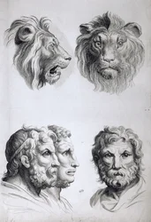 Ähnlichkeiten zwischen dem Kopf eines Löwen und eines Mannes
