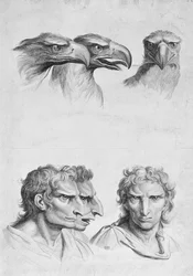 Ähnlichkeiten zwischen dem Kopf eines Adlers und eines Mannes, aus 