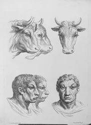 Ähnlichkeiten zwischen dem Kopf eines Ochsen und eines Mannes, aus 