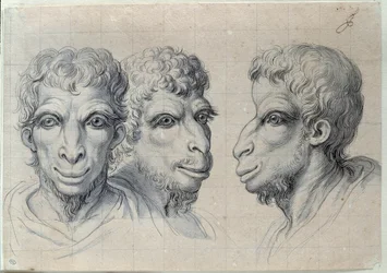 Studien von drei Männerköpfen, die an die Physiognomie des Kamels erinnern