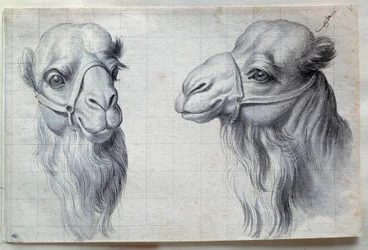 Studien von zwei Kamelköpfen