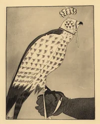 Jagdfalke mit Haube auf dem Handschuh eines Falkners