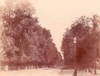 Allee gesäumt von Bäumen, 1850-53