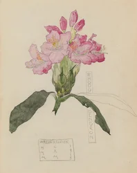 Studie eines Rhododendrons