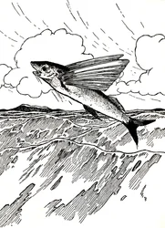 Der fliegende Fisch, 1912