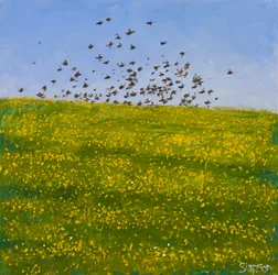 Stare & Butterblumen, Iona, 2015