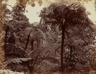 Hakgala-Gärten, Nuwara Eliya