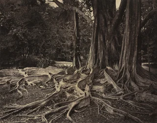 Gummibaum, Assam, Indien (Ficus Elastica)