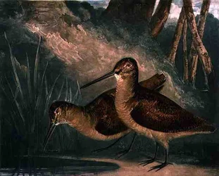 Waldschnepfen, Platte 4 von British Feather Game, graviert vom Künstler, veröffentlicht von R. Ackermann, ca. 1810