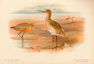 Pfuhlschnepfe Limosa rufa, Rotschenkel Totanus, 1900