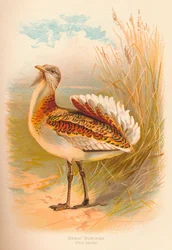 Großtrappe Otis tarda