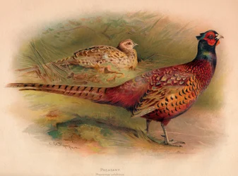Fasan Phasianus colchicus, 1900