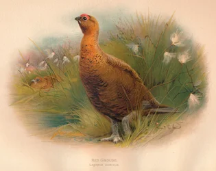 Schottisches Moorschneehuhn, Lagopus scoticus, 1900, 1900