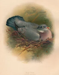 Ringeltaube Columbs palumbus, 1900