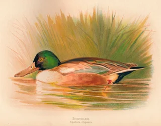 Löffelente Spatula clypeata, 1900