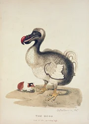 Studie eines Dodos und eines Meerschweinchens, 1847