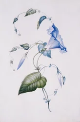 Blaue Winde, 1832