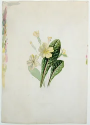 Studie einer Primel, ca. 1830
