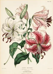 Japanische Lilienarten, Lilium speciosum