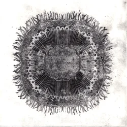 Pflanzenzellen, 2019