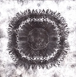 Pflanzenzellen, 2019