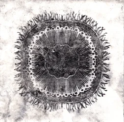 Pflanzenzellen, 2019