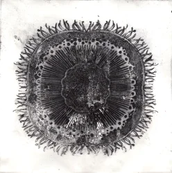 Pflanzenzellen, 2019