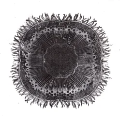 Pflanzenzellen, 2019