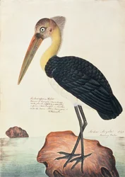 Ardea Argala, aus Zeichnungen von Vögeln aus Malakka, ca. 1805-18
