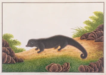 Binturong, aus Zeichnungen von Tieren, Insekten und Reptilien aus Malakka, ca. 1805-18